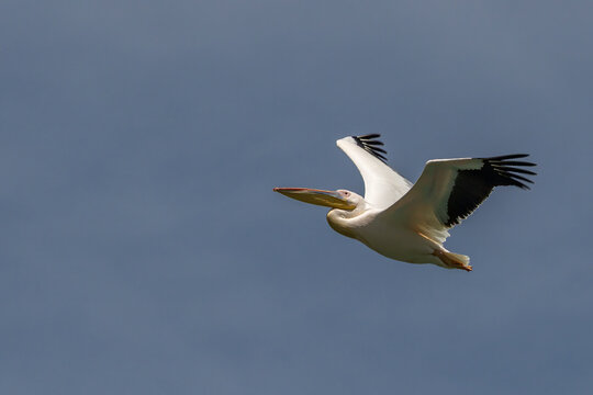 Krauskopfpelikan, im Flug, albanische Seite des Prespasees, Nationalpark Prespa, Dreil&auml;ndereck Albanien, Griechenland, Nordmazedonien, 30.05.2026 < english> 