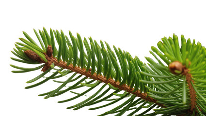 Isolated close-up of a fresh green spruce tree branch featuring vibrant needles and small brown buds © Lucas