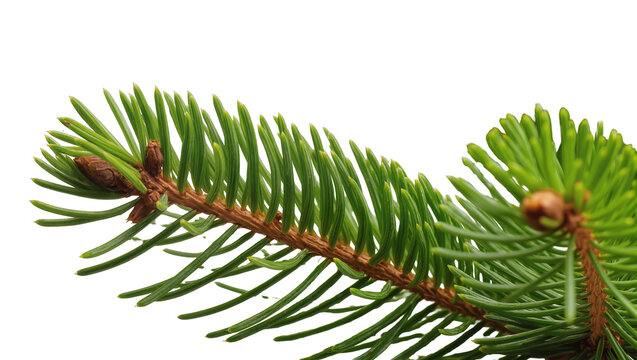 Isolated close-up of a fresh green spruce tree branch featuring vibrant needles and small brown buds