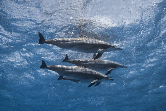 View of three spinner dolphins swimming in the clear blue waters of the Red Sea Egypt.