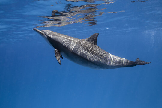 View of a spinner dolphin swimming near the surface of the clear blue water with sunlight patterns reflecting on its body in the Red Sea, Egypt.