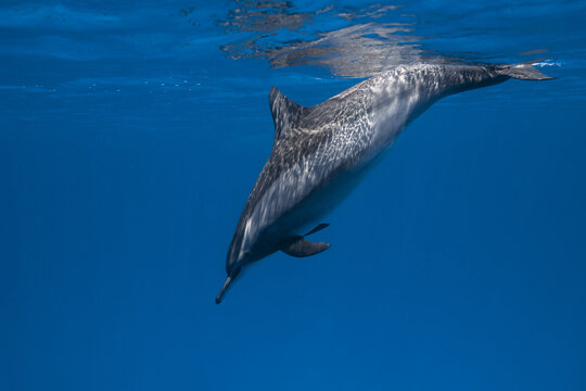 View of a spinner dolphin swimming through the clear blue water of the Red Sea with sunlight reflecting on the surface Egypt.