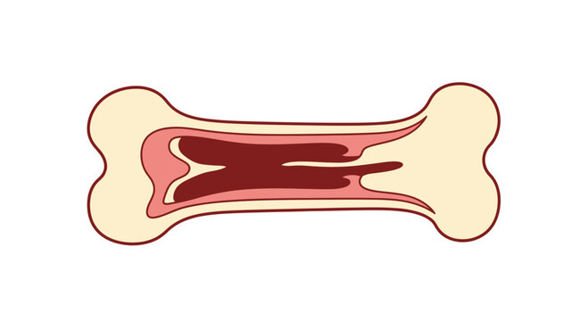 Cross-section of a bone showing internal structure and marrow