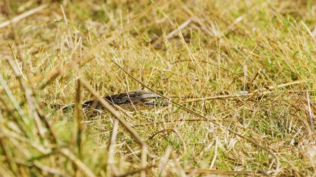 Close up of a Central African rock python (Python sebae) snake in grass of savannah of Okavango delta Moremi Game Reserve of South africa.