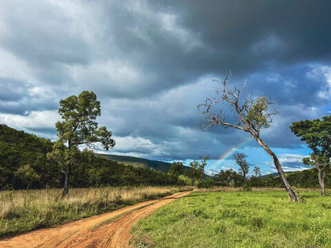 View of a red dirt road winding through the savanna with a rainbow appearing under dramatic storm clouds in Kruger National Park Hoedspruit, Limpopo, South Africa.
