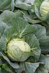 Fototapeta premium Fresh green cabbage head, Brassica oleracea var. capitata, growing in open field soil on a organic farm. Summer daytime vertical shot.
