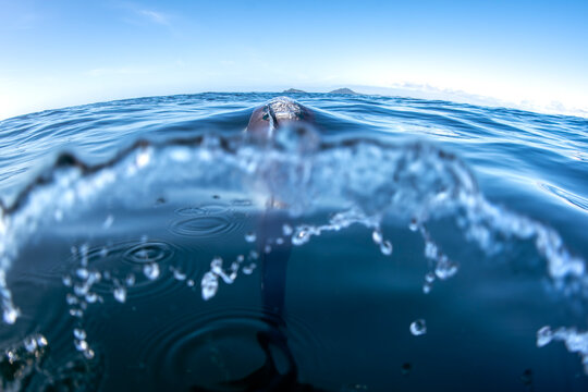 Common dolphin surfacing beside a camera in clear blue water with a split level perspective off the East Coast of New South Wales, Australia.