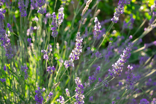 Close-up of blooming lavender flowers in a sunny summer garden