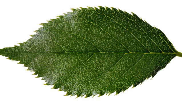 Isolated single green leaf showcasing intricate venation and serrated edge detail