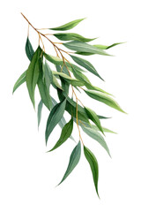 Fototapeta premium PNG Elegant eucalyptus branch illustration.