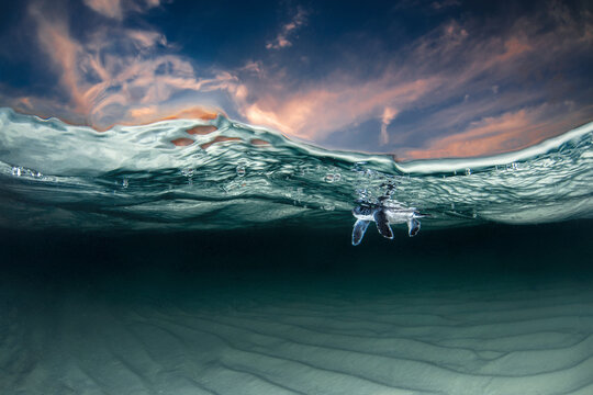 View of a sea turtle hatchling swimming at the surface of clear turquoise water under a colorful sunset sky Maldives.