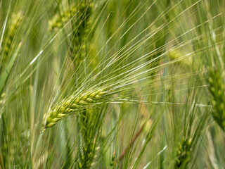 Obraz premium wheat ears in the field.