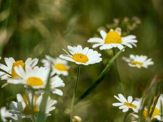 Fototapeta premium Beautiful daisies growing in the garden on a sunny summer day.