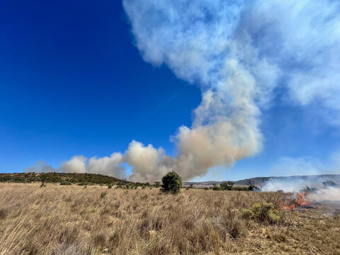 View of a wildfire burning through dry grassland with thick smoke plumes rising into a clear blue sky Cape Town, Western Cape, South Africa.