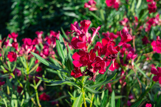 Beautiful dark red oleander flowers blooming on a shrub in the garden, Nerium oleander L.
