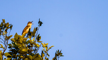 青空を背景に枝先でさえずるオオヨシキリの野鳥風景 © 広樹 常盤