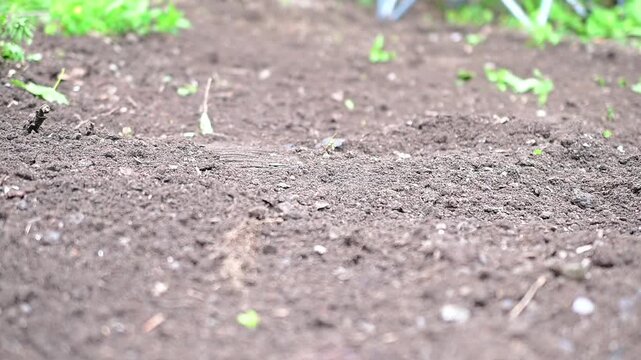raking dirt back yard work, selective focus video of speeding dirt with a rake, backyard garden work