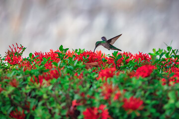 Fototapeta premium Hummingbird hovering over red flowers in Punta Cana Dominican republic