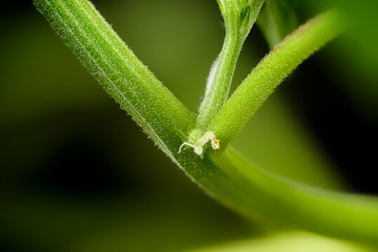 Macro shot of a female Mimosa Evo autoflowering cannabis plant showing early pre-flower stage with white pistils at the node