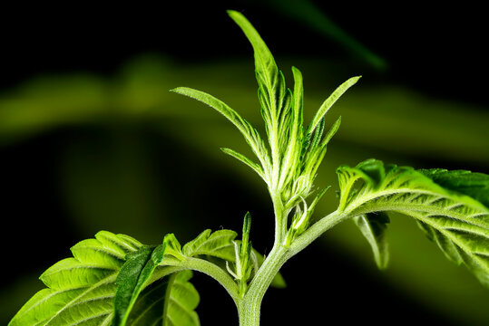 Macro shot of a young Mimosa Evo autoflowering cannabis plant top shoot, showing early pre-flower transition phase with white pistils on black background
