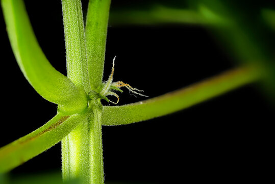 Macro shot of a female Mimosa Evo autoflowering cannabis plant showing early pre-flower stage with white pistils at the node