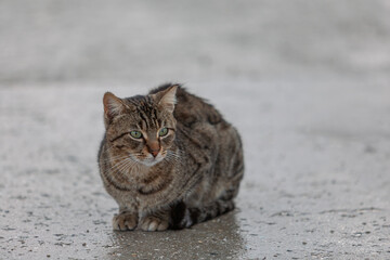  Hauskatze (Felis silvestris catus) bei Regen © AnnaReinert