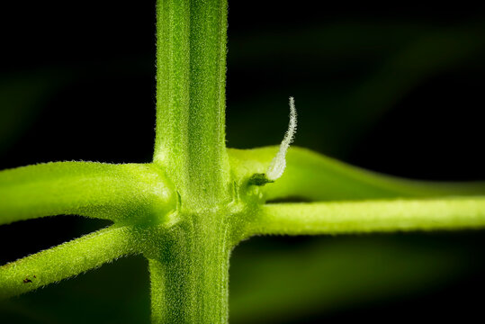 Macro shot of a female Mimosa Evo autoflowering cannabis plant showing early pre-flower stage with white pistils at the node