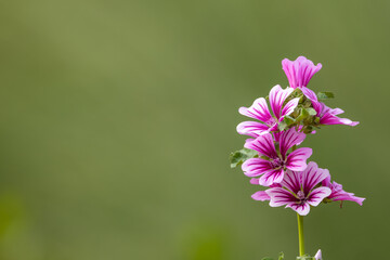 Wild mallow flowers blooming in spring nature © SNEHIT PHOTO