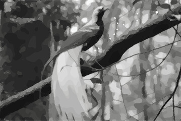 Bird of Paradise: Nature's Most Spectacular Feathered Wonder © Tri W