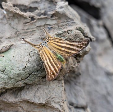 Marpesia chiron, the many-banded daggerwing, on a clay river bank, Madre de Dios River, Peru