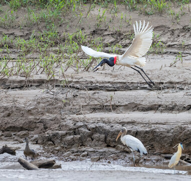 The Jabiru stork (Jabiru mycteria) flying with fish in Manu National Park, Peru