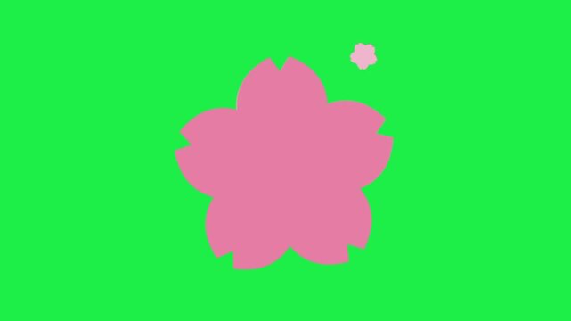 animated pink sakura cherry blossom flower icon on green screen background spring nature floral visual graphic clip