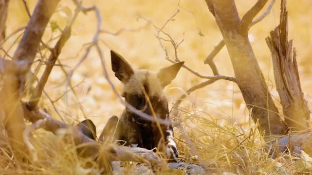 An African wild dog (Lycaon pictus), also known as African hunting or African painted dog, painted hunting dog or painted wolf,young dog separated from the pack. Puppy sniffing the ground. 