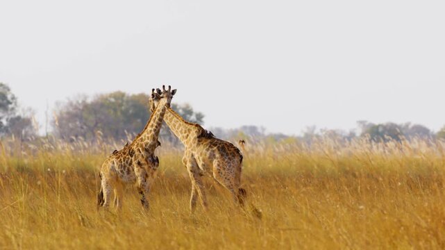 Two Young sibling giraffes fully covered with Oxpecker birds in tall yellow grasses of savannah.