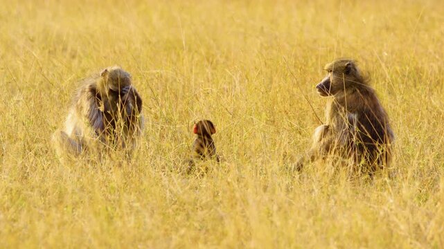 A Newborn Baboon with his parents. Okavango delta Moremi Game Reserve of South africa.