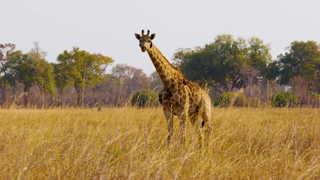 Giraffe Thornicrofti - endemic of Zambia.
