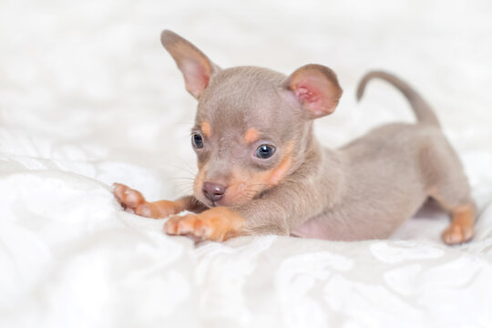 Cute Lilac Russian Toy Terrier Puppy Stretching On Bed