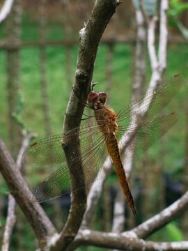 Top-down close-up shot of a yellow wandering glider dragonfly perched vertically on a dry wooden branch against a blurred green background.