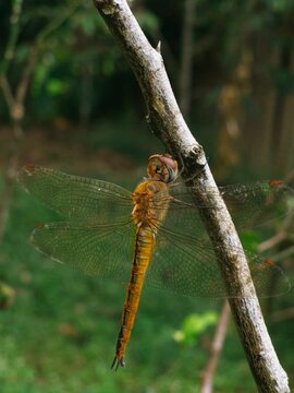 Top-down close-up shot of a yellow wandering glider dragonfly perched vertically on a dry wooden branch against a blurred green background.