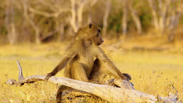 Footage of a Chacma Baboon sitting holding a wood in Chobe National Park.