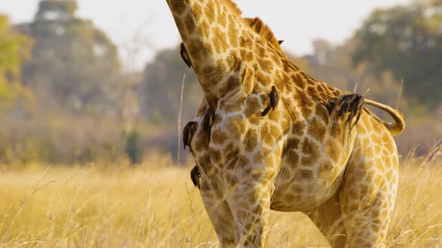 Giraffe (Giraffa camelopardalis) in Kruger National Park, South Africa. Amazing scene of row of cars on safari watching wild animals shot from drone. Concept of wildlife, nature, africa