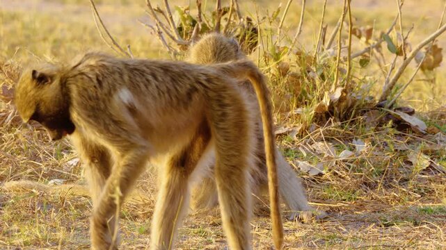 A Baboon family eating fruits in Chobe National Park.