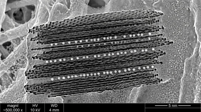 Scanning Electron Microscope SEM Imagery Of Graphite Anode Lattice Showing Perfect Carbon Structure Details Science