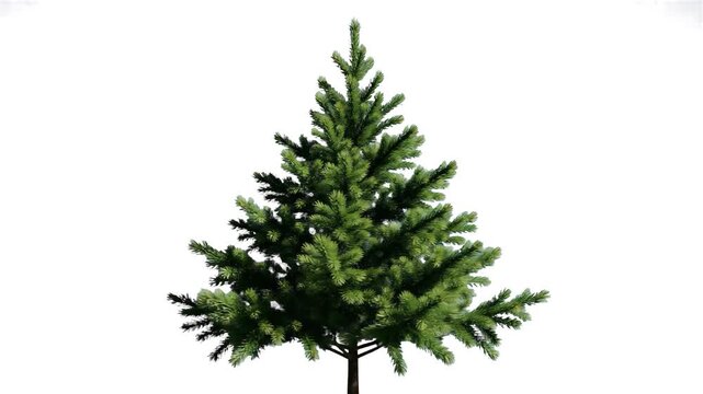 A realistic green fir Christmas tree continuously rotates on its axis against a clean white backdrop. Ideal for holiday greeting videos, winter sales promotions, Christmas ads, and festive motion grap