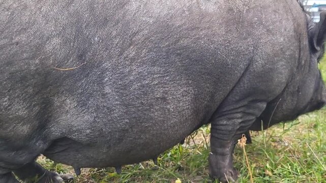 Close up of a black pig snout and face sniffing the grass, animal husbandry details, agriculture research