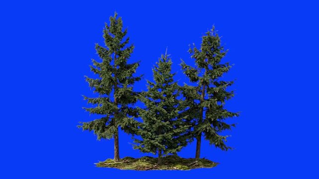 A small cluster of three tall 3D evergreen pine trees filled with dark green needles demonstrates a gentle, coordinated swaying movement against a bright blue studio backdrop.
