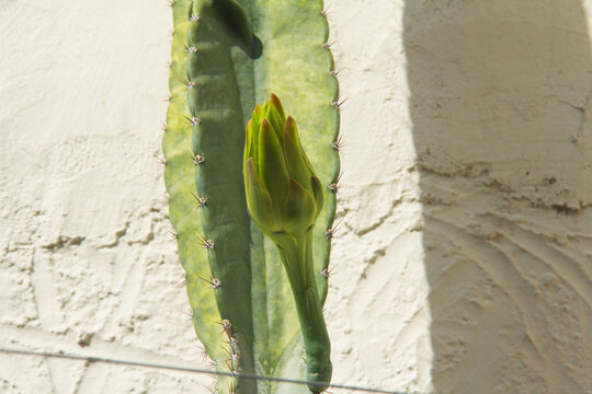 The cactus known as "Queen of the Night" or "Lady of the Night" (generally Epiphyllum oxypetalum or Selenicereus grandiflorus) is a climbing plant native to Central America. It is famous for its enorm