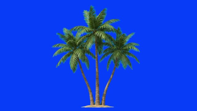 A cluster of three tropical coconut palm trees growing close together on a small patch of sand. The exotic fronds move subtly in a warm breeze, isolated on a solid blue screen background for easy vide