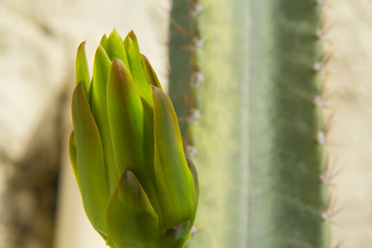 The cactus known as "Queen of the Night" or "Lady of the Night" (generally Epiphyllum oxypetalum or Selenicereus grandiflorus) is a climbing plant native to Central America. It is famous for its enorm