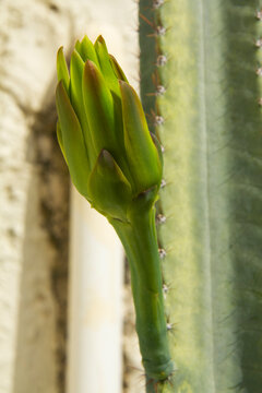The cactus known as "Queen of the Night" or "Lady of the Night" (generally Epiphyllum oxypetalum or Selenicereus grandiflorus) is a climbing plant native to Central America. It is famous for its enorm